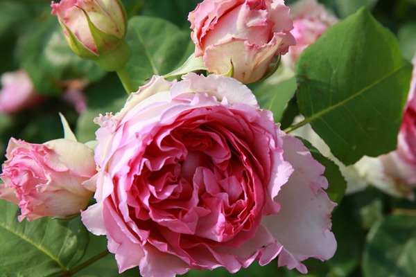 1710317568978955.jpg 罗衣和自由精神月季哪个好