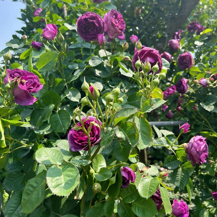 1732169114437817.jpg 比利时月季的优缺特点