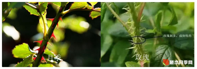 1709964600424300.jpg 玫瑰和月季的区别(全面图解)