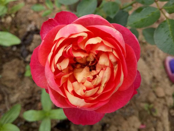 藤宝贝-藤本月季 藤宝贝-藤本月季