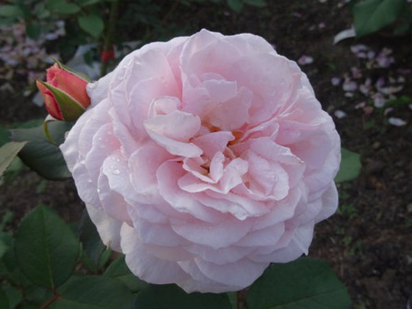 盆栽月季花怎样过冬 盆栽月季花怎样过冬