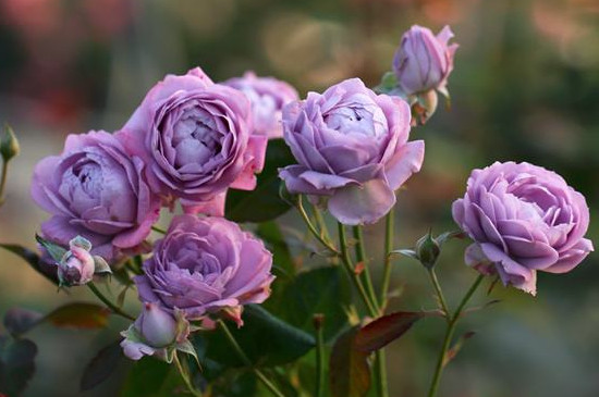 1706769659265402.jpg 1629289966498216.jpg