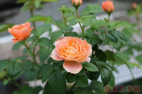 果汁阳台-微型月季 果汁阳台-微型月季
