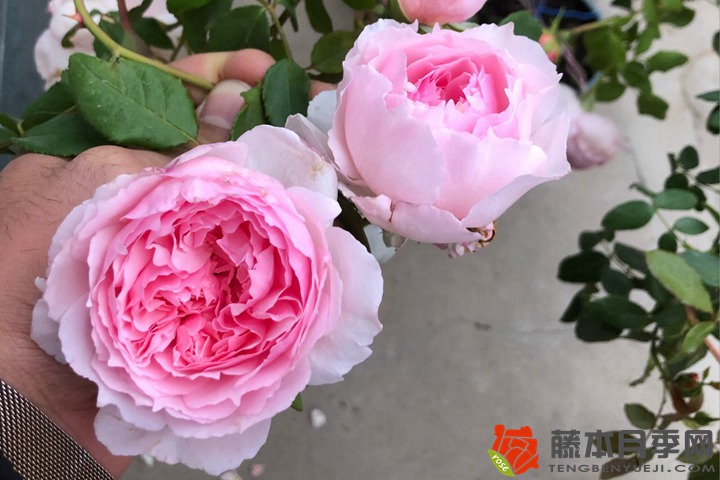 1705904212389726.jpg 月季花的品种有多少