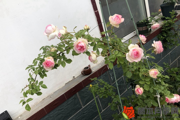 1705906105926649.jpg 粉龙沙宝石月季怎么养