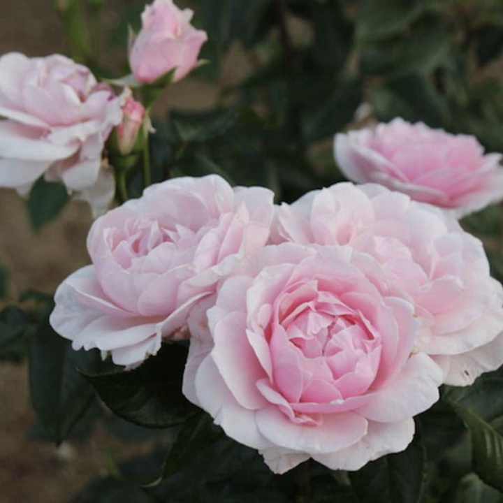 1598686004719305.jpg 布里萨克吉尔.jpg