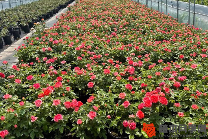 1705386931237048.jpg 移栽的月季多久能发芽