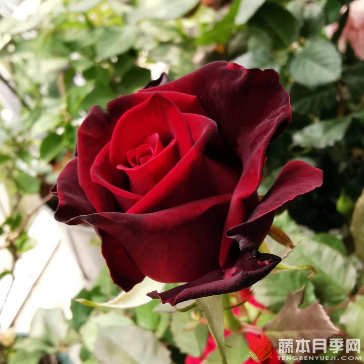 黑金和骇客月季区别