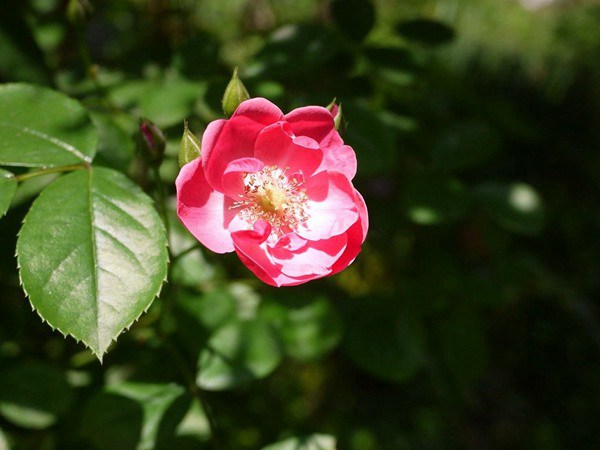 安吉拉月季有什么优缺点？