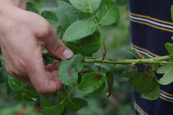 月季黑斑病怎么防治,用什么药 月季黑斑病怎么防治,用什么药