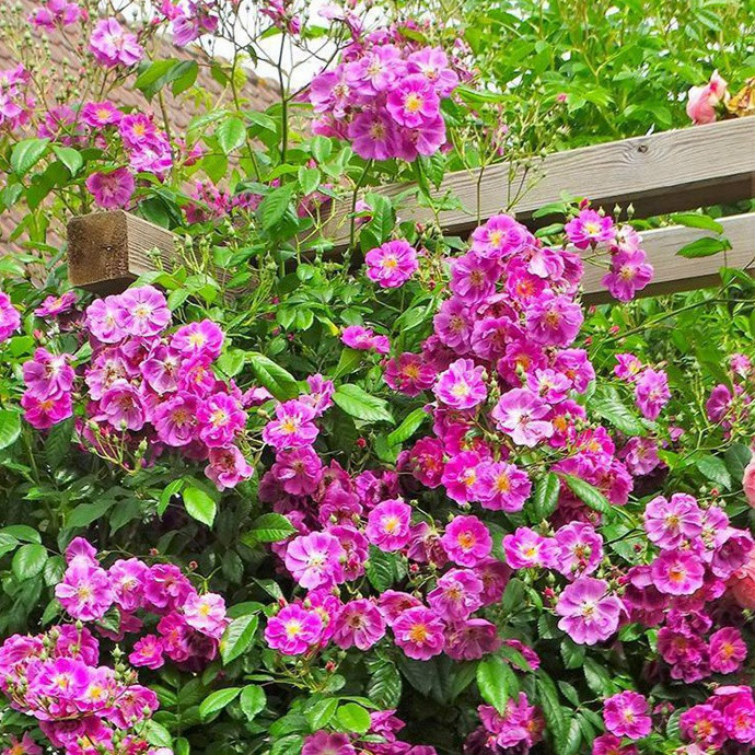 月季花适合养家里什么地方 月季花适合养家里什么地方