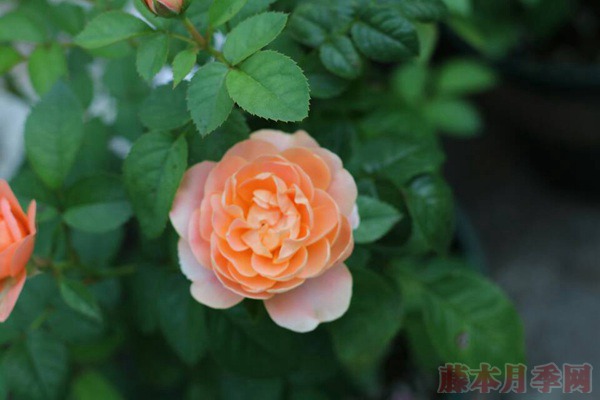 果汁阳台-微型月季 果汁阳台-微型月季