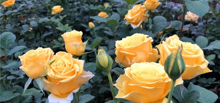 月季花有什么含义(月季花的五种含义) 月季花有什么含义(月季花的五种含义)