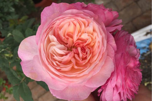 月季花秋天怎么修剪 月季花秋天怎么修剪