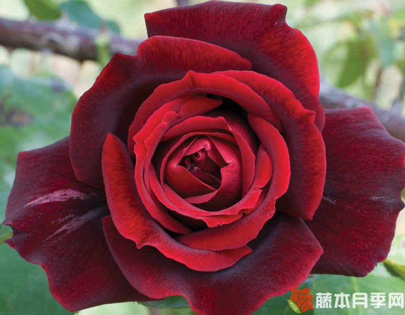 玫昂爸爸 玫昂爸爸