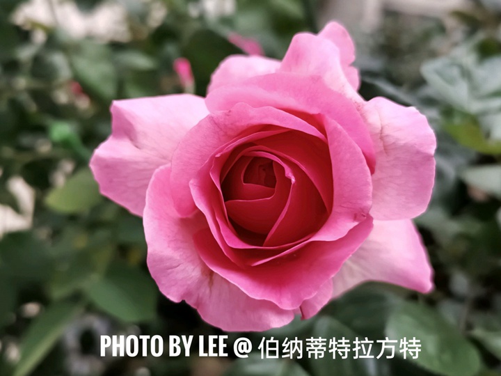 特拉方特月季是什么颜色