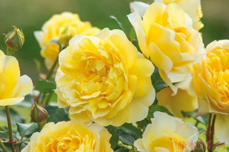 月季诗人的妻子的特点都有哪些? 月季诗人的妻子特点都有哪些?