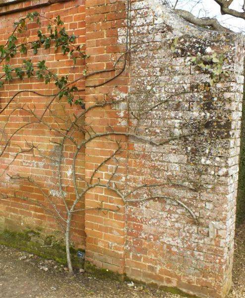 爬藤月季冬季修剪横拉技巧（做好了来年轻松开爆花）