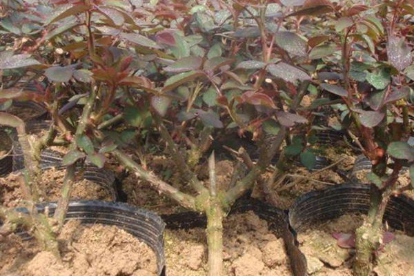 月季嫁接苗 月季嫁接苗