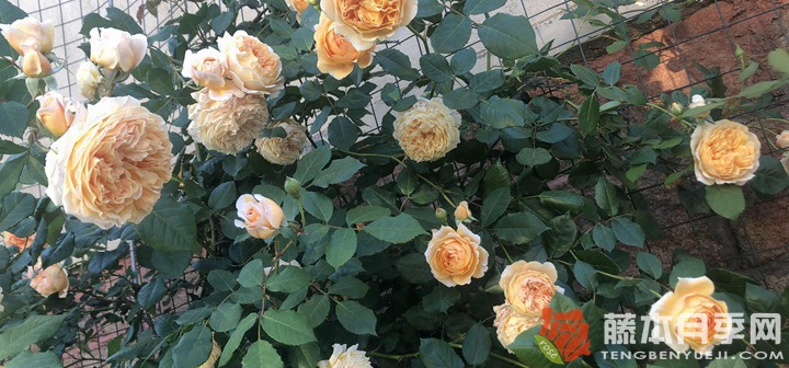 南方地区养不好爬藤月季的原因 南方地区养不好爬藤月季的原因