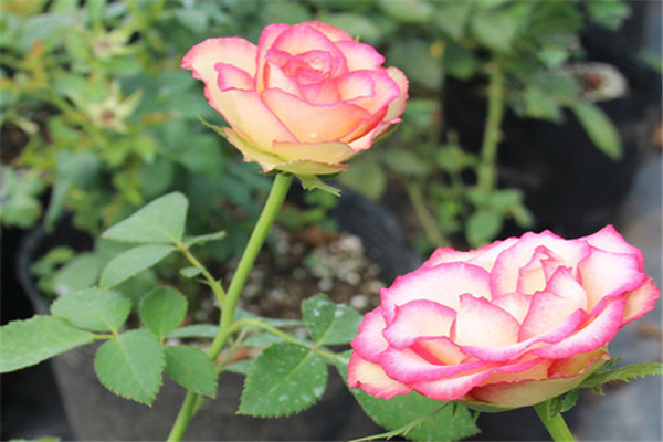 1710328654354028.jpg 梦露和艾莎月季哪个好看?