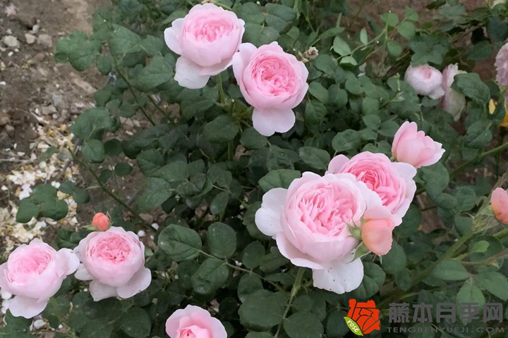 1706075467431220.jpg 月季花树用什么树嫁接