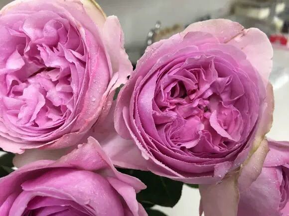 伊芙玫瑰香水 伊芙玫瑰香水