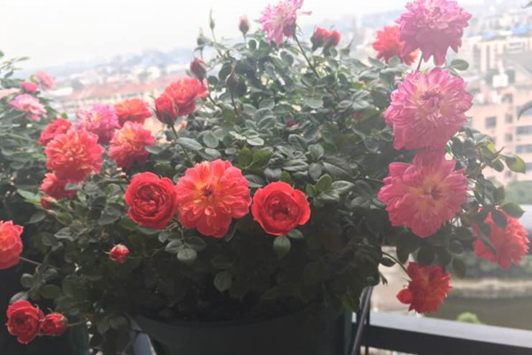 躲躲藏藏 躲躲藏藏