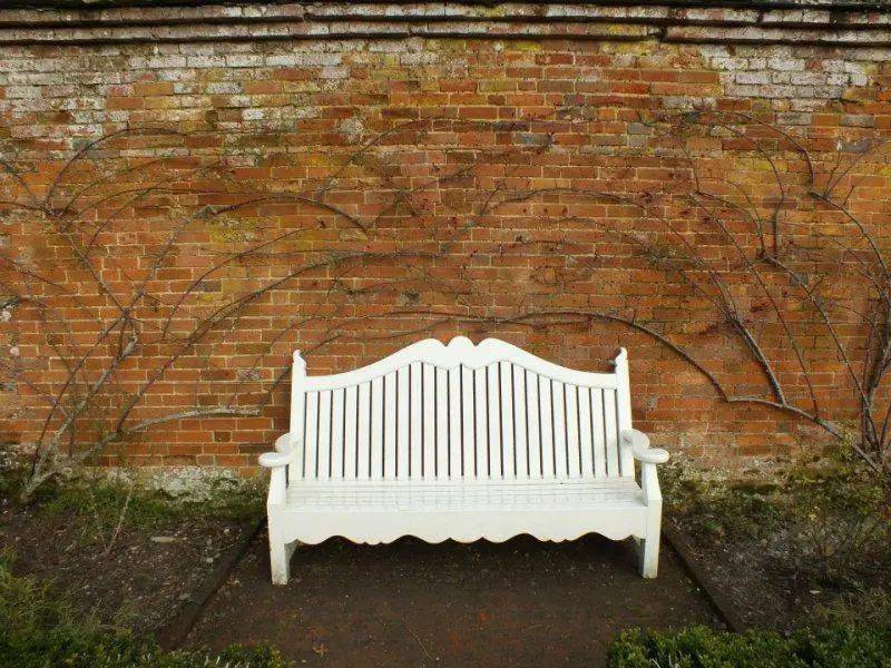 爬藤月季冬季修剪横拉技巧（做好了来年轻松开爆花）