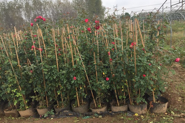 藤本月季什么时候种合适? 藤本月季什么时候种合适?