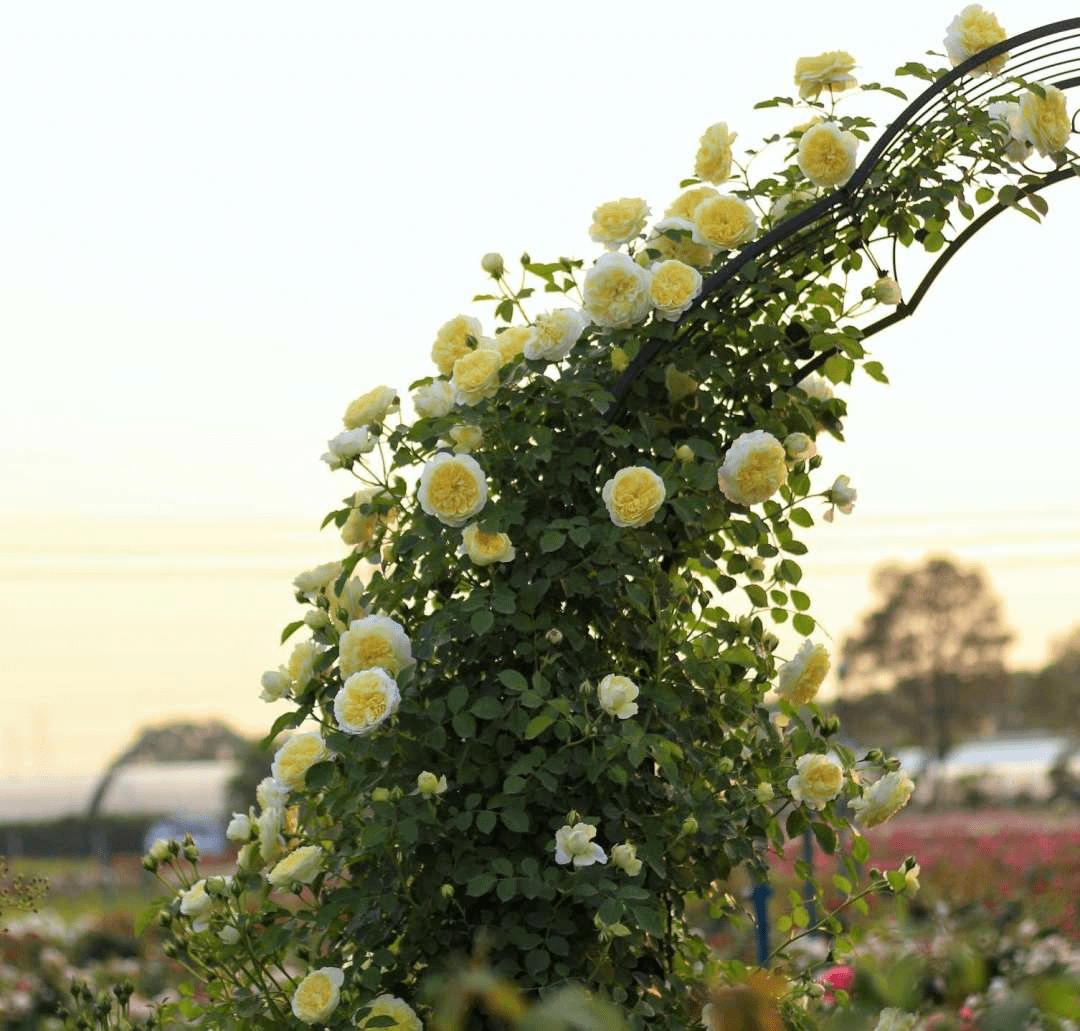 爬藤月季冬季修剪横拉技巧（做好了来年轻松开爆花）