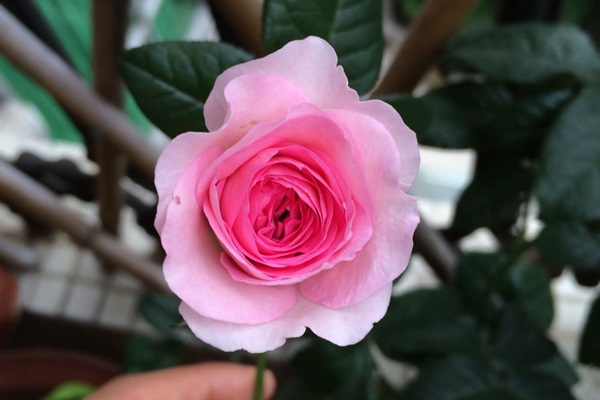 1710373297945380.jpg 我的心月季是藤本还是灌木(大型藤本)