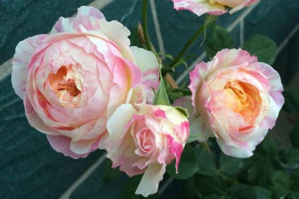 1710112925568489.jpg 莫奈月季属于浓香型月季吗