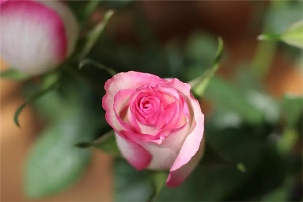 1710328478333838.jpg 梦露和艾莎月季哪个好看?