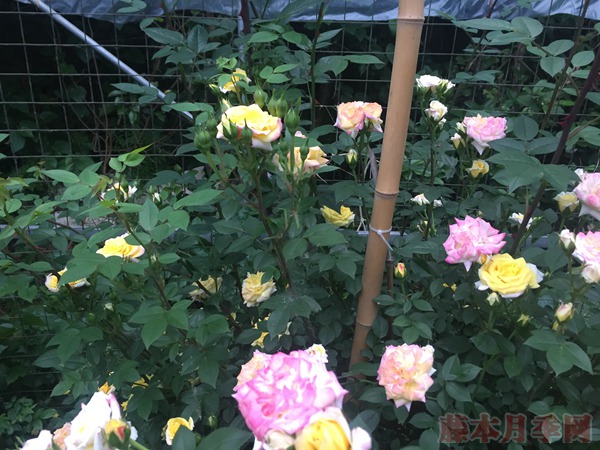 藤彩虹月季耐热吗 藤彩虹月季耐热吗