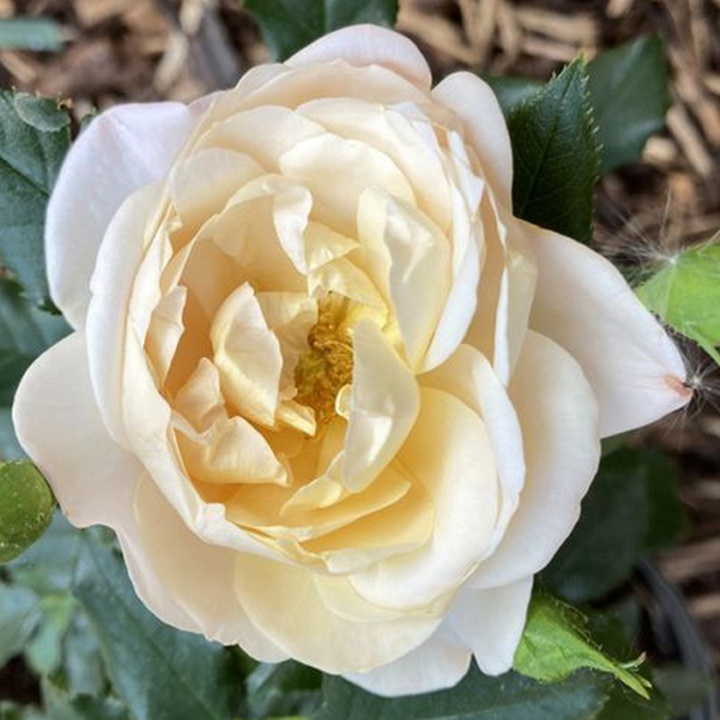 月季花枝插水里能活吗 月季花枝插水里能活吗