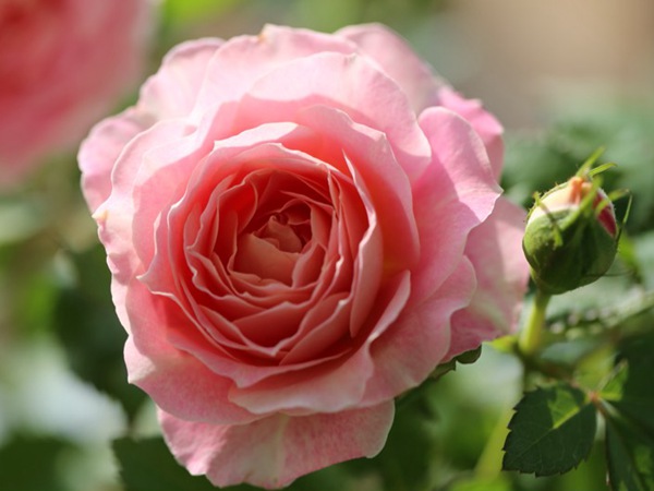 1710200385252490.jpg 海神王月季耐热耐晒吗