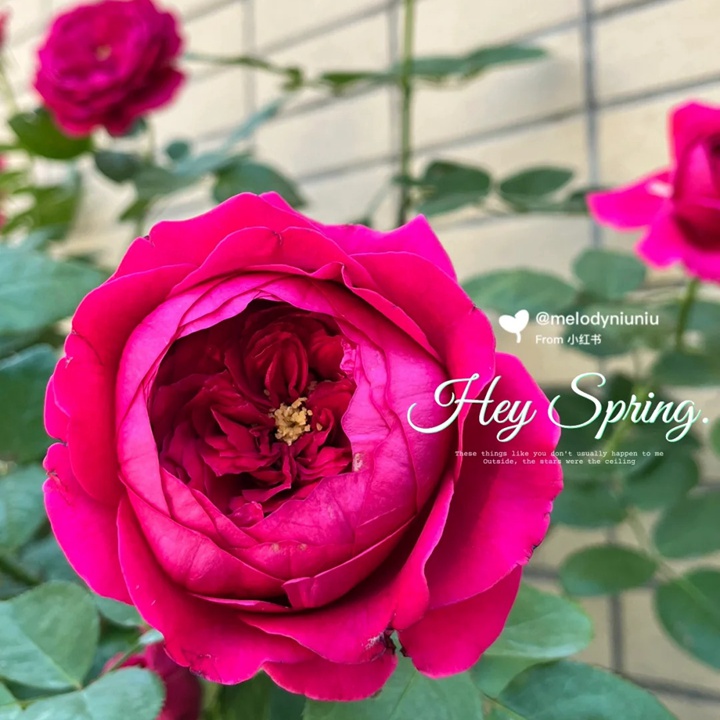 双人芭蕾月季适合阳台吗