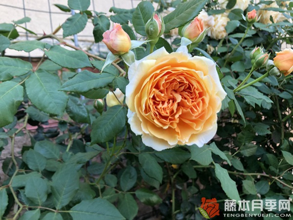 玛格丽特王妃 玛格丽特王妃