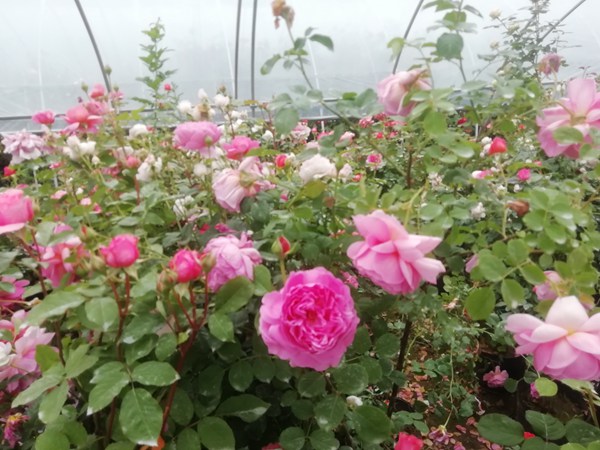 藤本月季可以生长多少年 藤本月季可以生长多少年