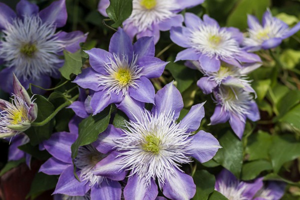 1706769922417396.jpg 1540889438526624.jpg