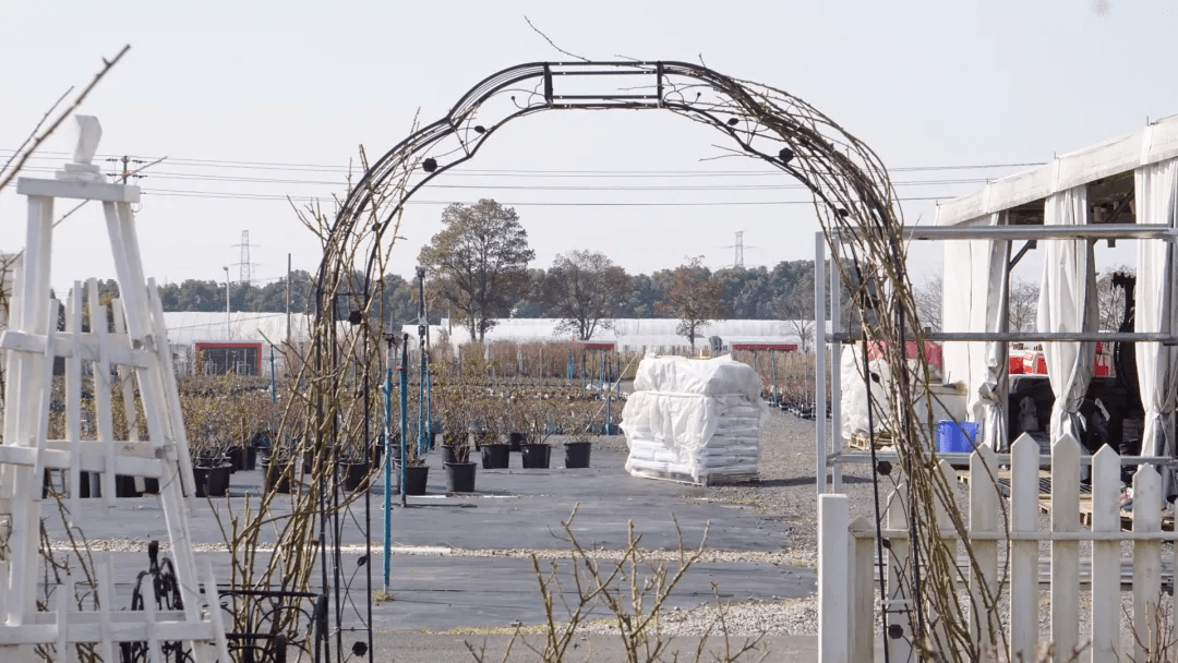 爬藤月季冬季修剪横拉技巧（做好了来年轻松开爆花）