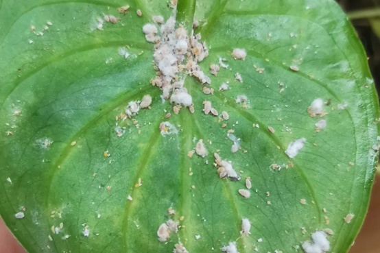 1662000698378296.jpg 蚧壳虫.jpg