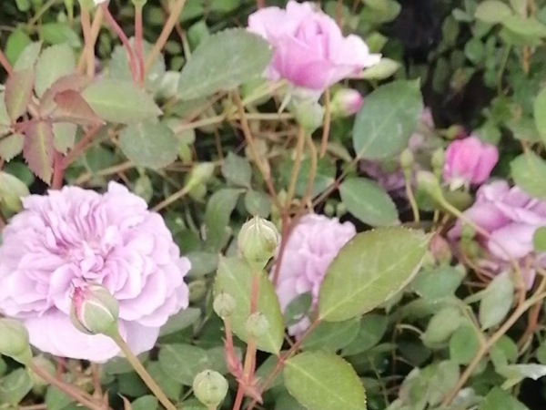 1705905710245604.jpg 蓝色阴雨月季开几季