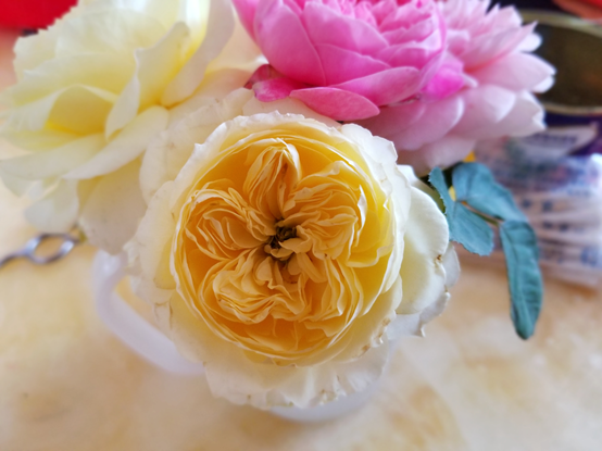 image 月季花型分类图(玫瑰)标准绽放形式图解