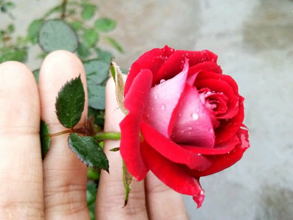 藤本小女孩 藤本小女孩