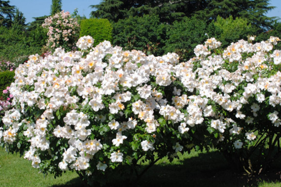 image 月季花型分类图(玫瑰)标准绽放形式图解