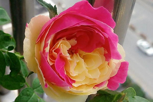 风月 切花月季有哪些好品种值得入手