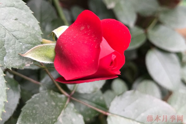 佛罗伦萨(佛罗伦蒂娜) 佛罗伦萨(佛罗伦蒂娜)