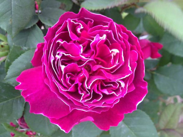 月季花要怎么养才能多开花 月季花要怎么养才能多开花